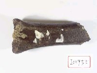 藏品(動物肢骨化石)的圖片